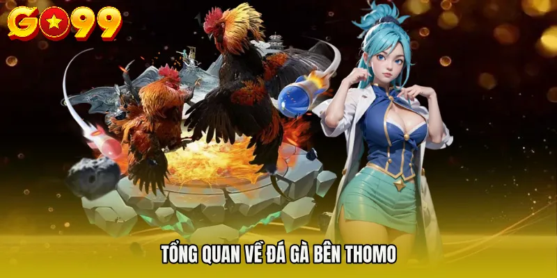Tổng quan về đá gà bên Thomo